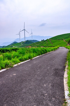 风电风机茶场茶山