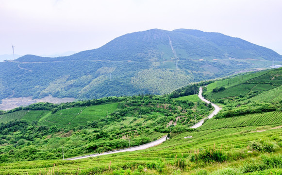 茶山茶园茶树 茶山茶场 茶园茶