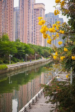 深圳后海中心河景观