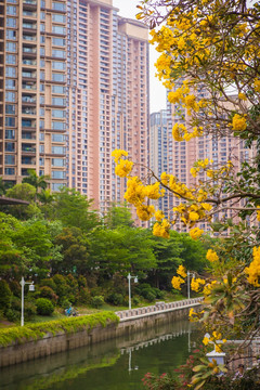 深圳后海中心河景观