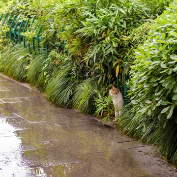 猫 野猫