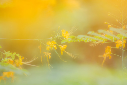 油画凤凰花