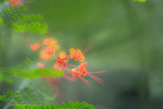 油画凤凰花