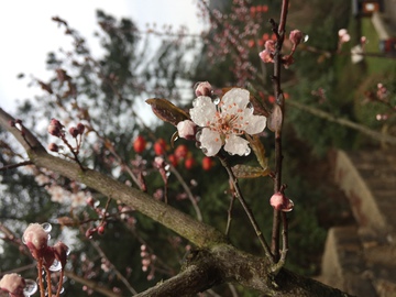 水滴花微距