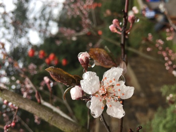 微距水滴花