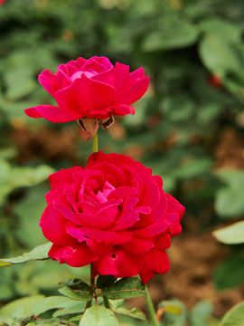 红玫瑰 花卉 背景 植物