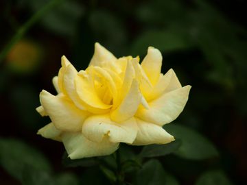 黄玫瑰 花卉 背景 植物