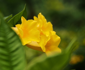 黄婵花 花卉 背景 植物