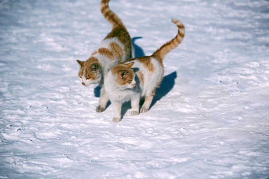 雪中小猫