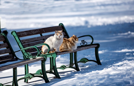 雪中小猫