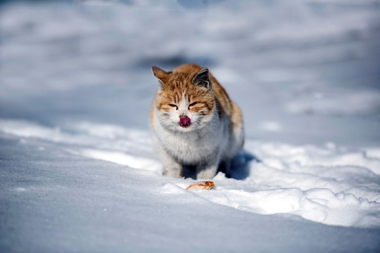 雪中小猫