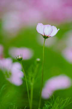 波斯菊