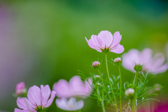 波斯菊