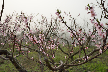 桃花