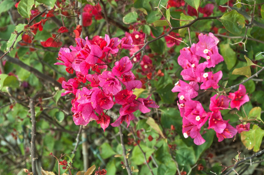 三角梅花枝