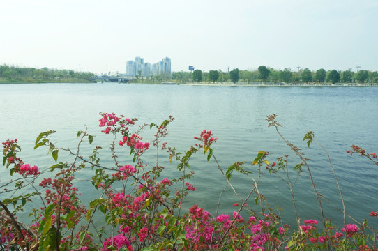 湖边花岸