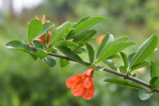 石榴花