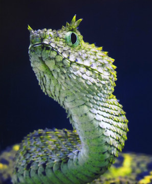 睫毛蝰蛇