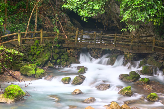 水上森林