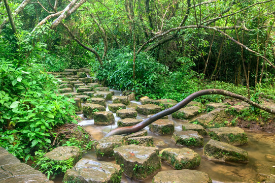 水上森林