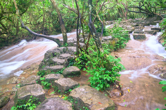 水上森林