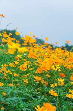 花朵绿叶