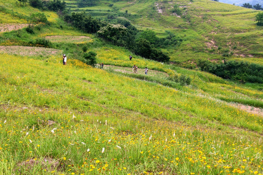 大悟风景