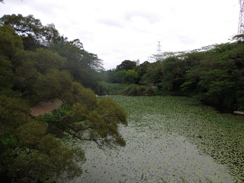 湖面苔浒