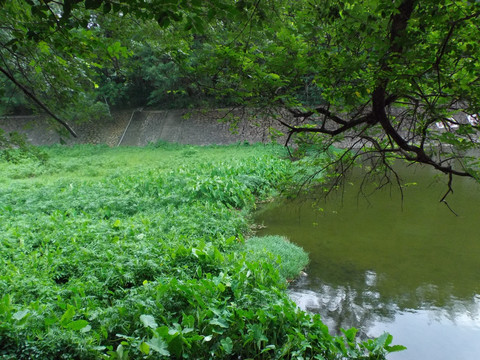 湖水苔浒