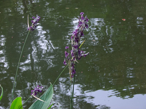 湖边花草