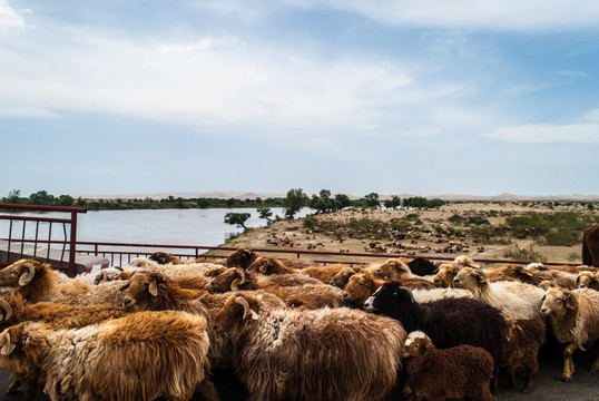 新疆额尔齐斯河畔的羊群