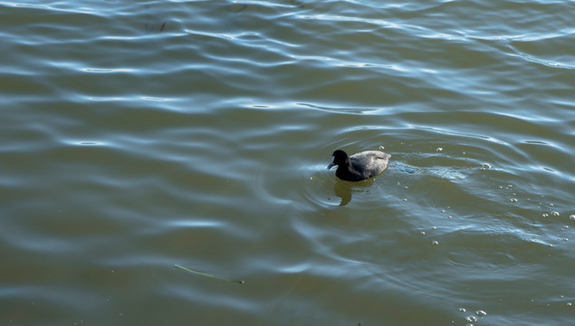 格里芬湖中的水禽