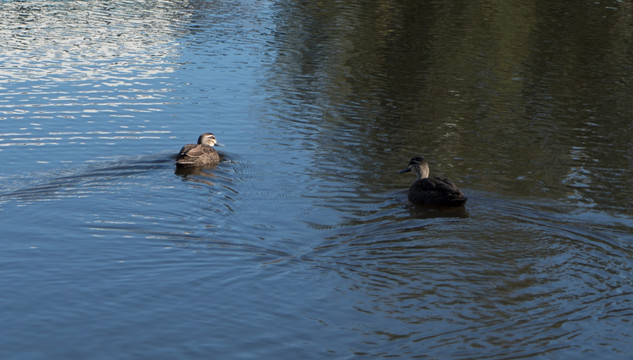 格里芬湖中的一对水禽