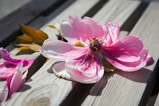 牡丹花 落花 花瓣