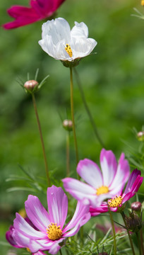 波斯菊