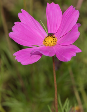 波斯菊