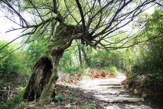 箬岭古道老树