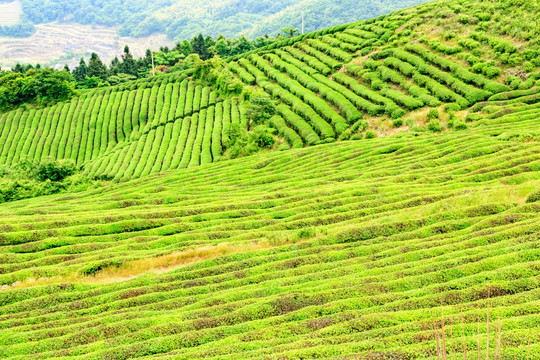 茶叶茶树 茶叶产区