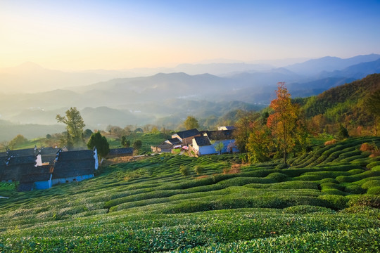 黄山茶园 高清图片 徽派民居