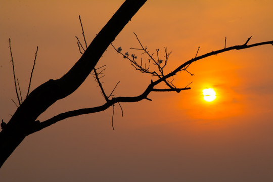 夕阳下的树枝剪影