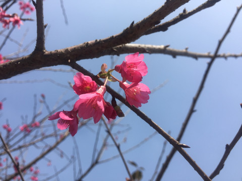 樱花微距