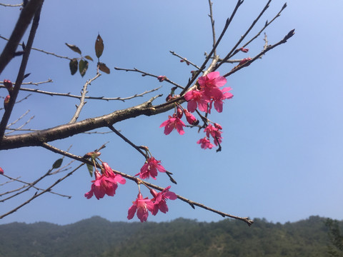 樱花