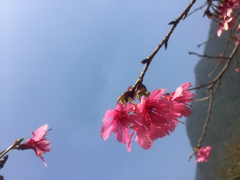 樱花微距