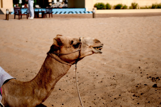 高清特色TIF格式阿拉伯的骆驼