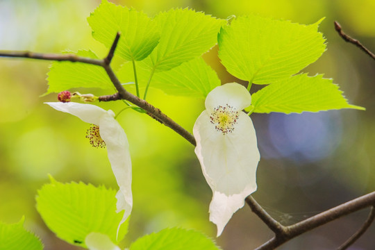 珙桐花