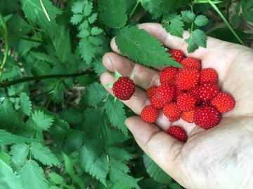 草莓子