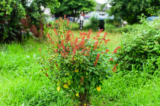 植物园林