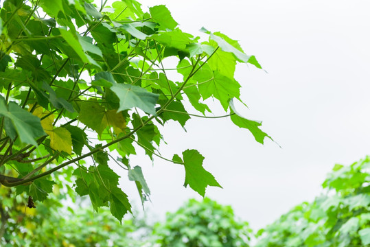 植物园林