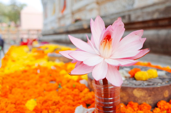 菩提迦耶摩诃菩提寺前的莲花