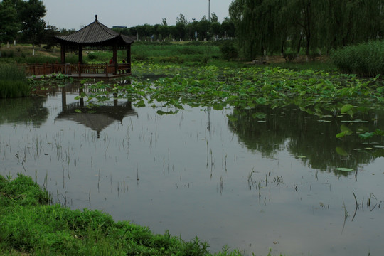 湿地公园景观